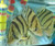 Tiger Datnoid Tiger Datnoid