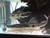 Sturgeon Catfish / Zorro Catfish (Platystomatichthys sturio) - Medium