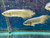 African Arowana (Heterotis niloticus) African Arowana (Heterotis niloticus)