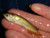 Jardini Arowana Fry