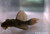L025 Scarlet Pleco - Small L025 Scarlet Pleco - Small