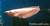 Albino Silver Arowana Albino Silver Arowana