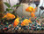 Ranchu Goldfish Ranchu Goldfish