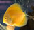 Albino Sunshine Golden Discus