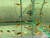 Malabar Dwarf Puffer (Pea Puffer) Malabar Dwarf Puffer (Pea Puffer)