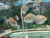 Red Hook Silver Dollar Fish Red Hook Silver Dollar Fish