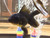 Black Oranda Goldfish Black Oranda Goldfish