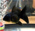 Black Oranda Goldfish Black Oranda Goldfish