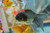 Blue Oranda Goldfish Blue Oranda Goldfish