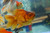 Chocolate Oranda Goldfish Chocolate Oranda Goldfish