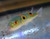 Orange Saddle Fugu Puffer