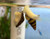 Assassin Snail Assassin Snail