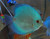 Blue Diamond Discus, XL