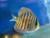 Blue Snakeskin Discus, Medium