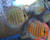 Blue Snakeskin Discus, Large