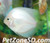 White Diamond Discus, Large White Diamond Discus, Large