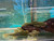 L200 Green Phantom Pleco, Small L200 Green Phantom Pleco, Small
