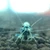 Taiwan Bee Blue Bolt Shrimp