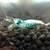 Taiwan Bee Blue Bolt Shrimp