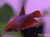 Female Veiltail Betta Female Veiltail Betta