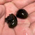 Olive Nerite Snail  Olive Nerite Snail