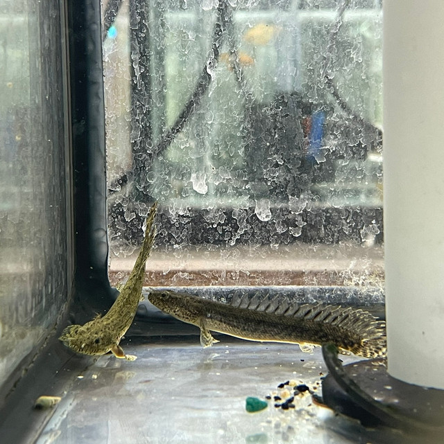 Guinean Bichir (Polypterus ansorgii), also called Ansorge’s Bichir, at Pet Zone Tropical Fish San Diego