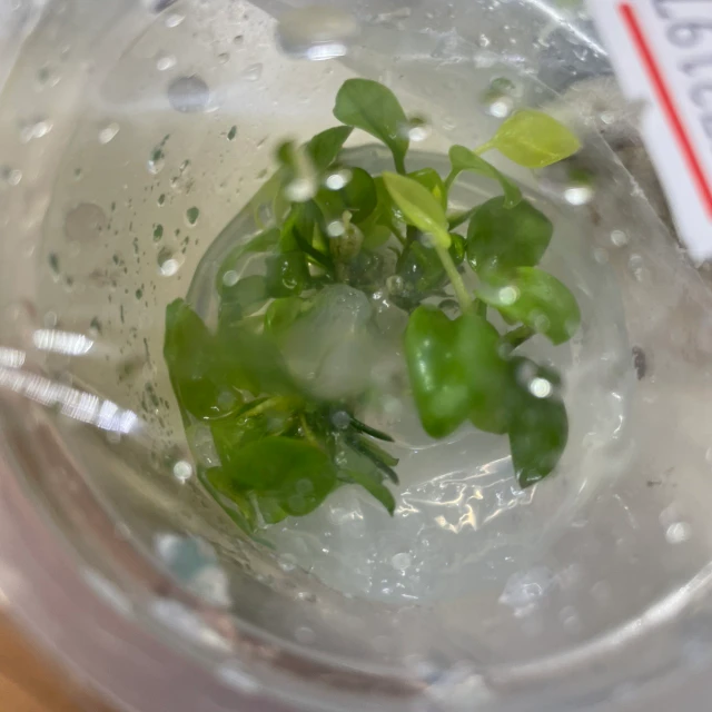 Anubias Nana Golden tissue culture aquarium plant at Pet Zone Tropical Fish San Diego