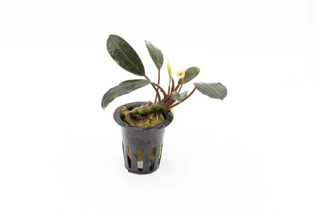 Bucephalandra Pink Lady aquarium plant at Pet Zone Tropical Fish San Diego