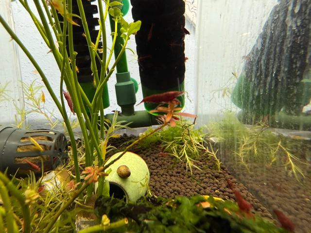 Red Cherry Shrimp (Neocaridina davidi) at Pet Zone Tropical Fish San Diego