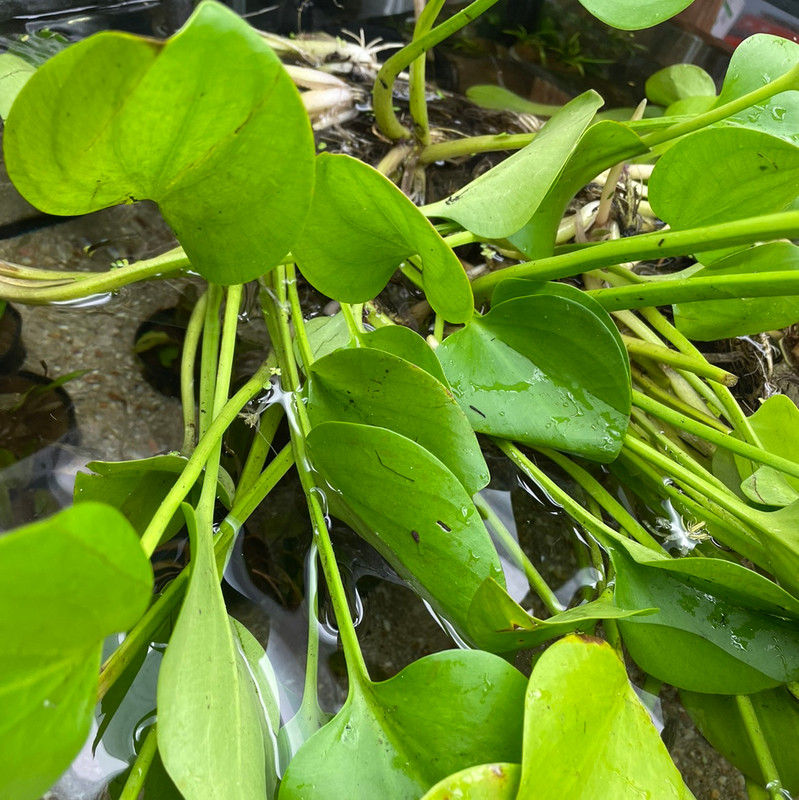 Amazon Frogbit at Pet Zone Tropical Fish in San Diego