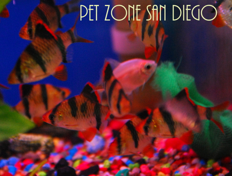 Tiger Barb at Pet Zone Tropical Fish in San Diego