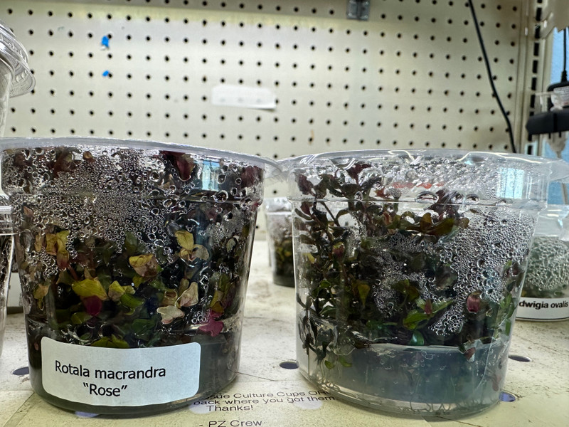 Rotala Rotundifolia at Pet Zone Tropical Fish in San Diego