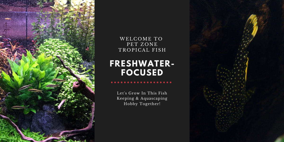 Pet Zone Tropical Fish: Freshwater Tropical Fish Store ...