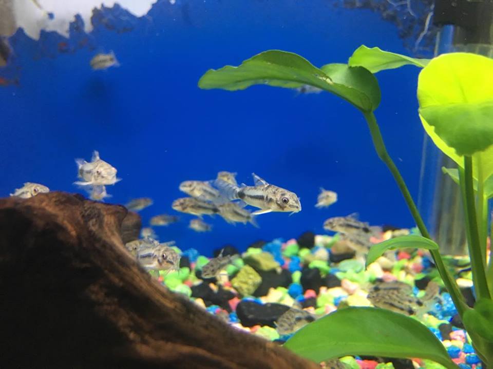 Freshwater Tropical Fish: Venezuelan Pygmy Cory Cat - Corydoras