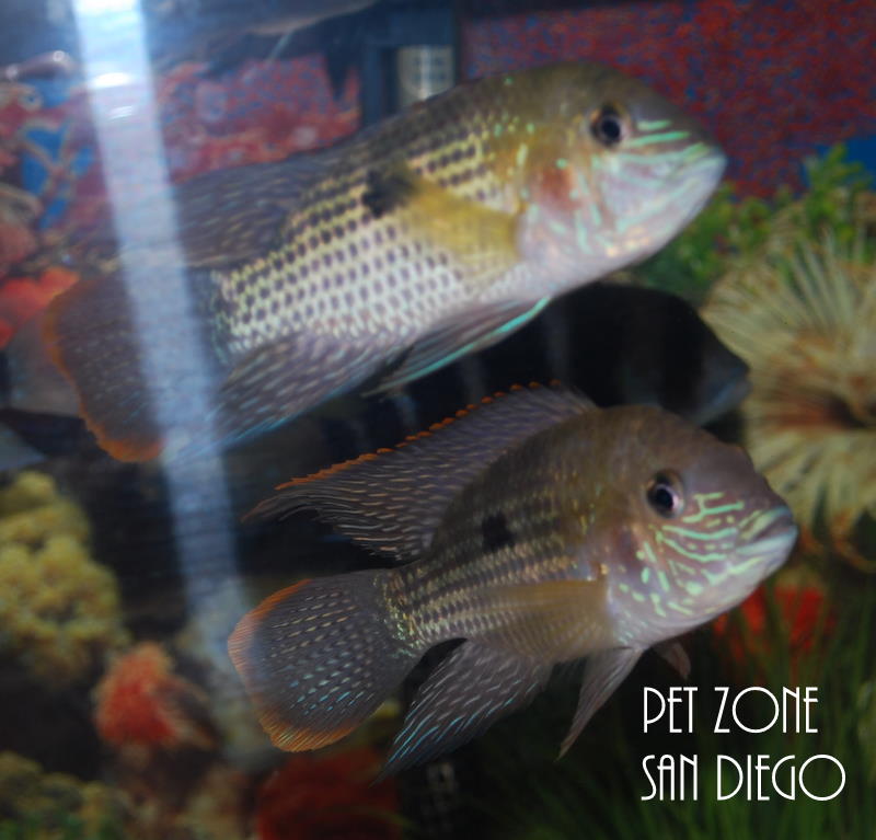 South American Cichlids: Green Terror Cichlid