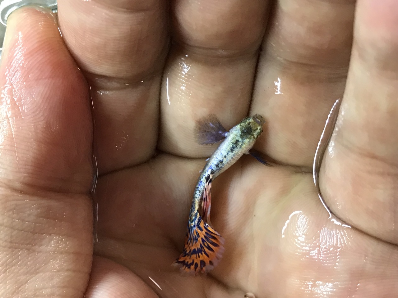 Freshwater Tropical Fish Dumbo Guppy (Elephant Ear Guppy) Male