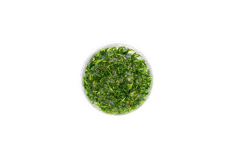 Aquarium Plants: MICRO SWORD/ LILAEOPSIS NOVAEZELANDIAE UNS TISSUE CULTURE