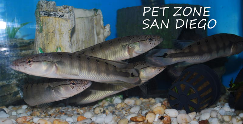 South American Cichlids: Pike Cichlid