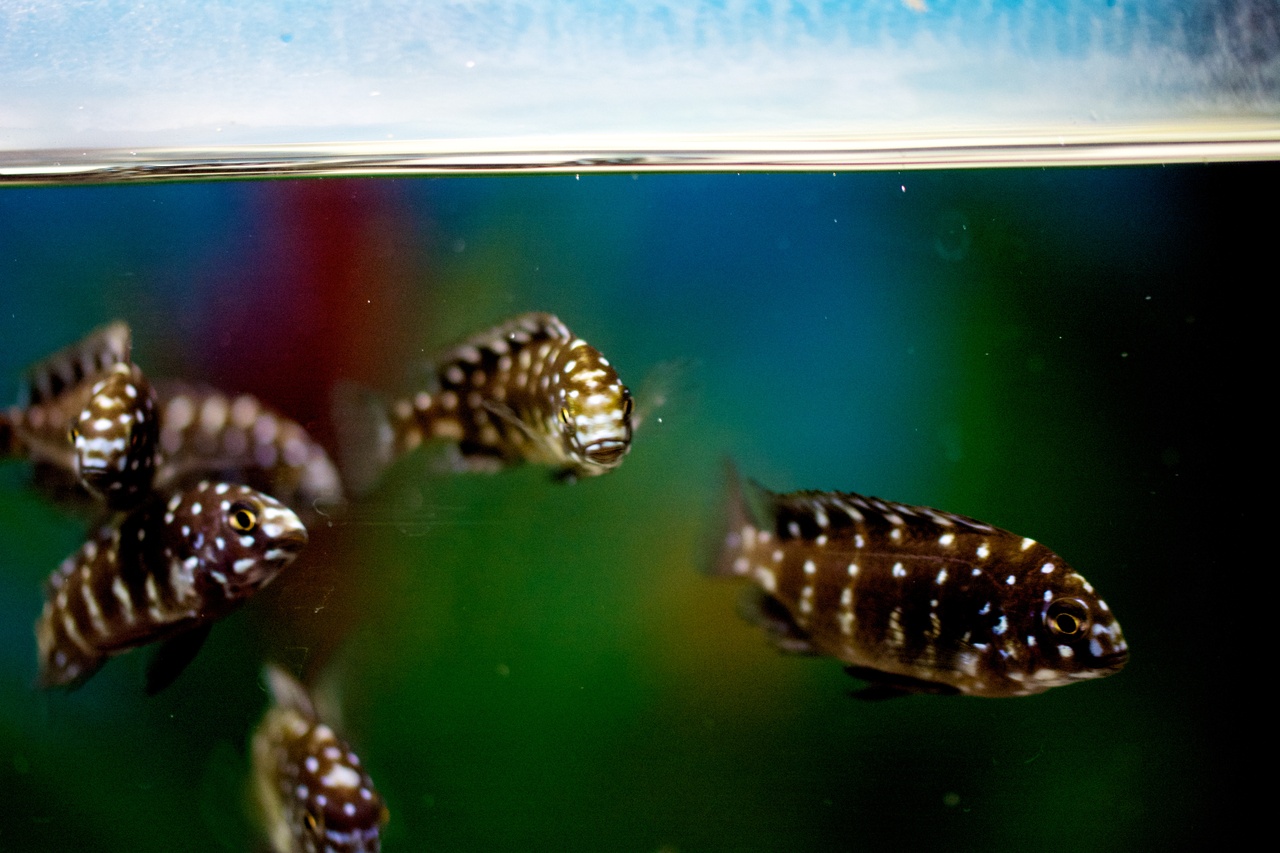 Tanganyikan Cichlids For Sale: Tropheus Duboisi Cichlid