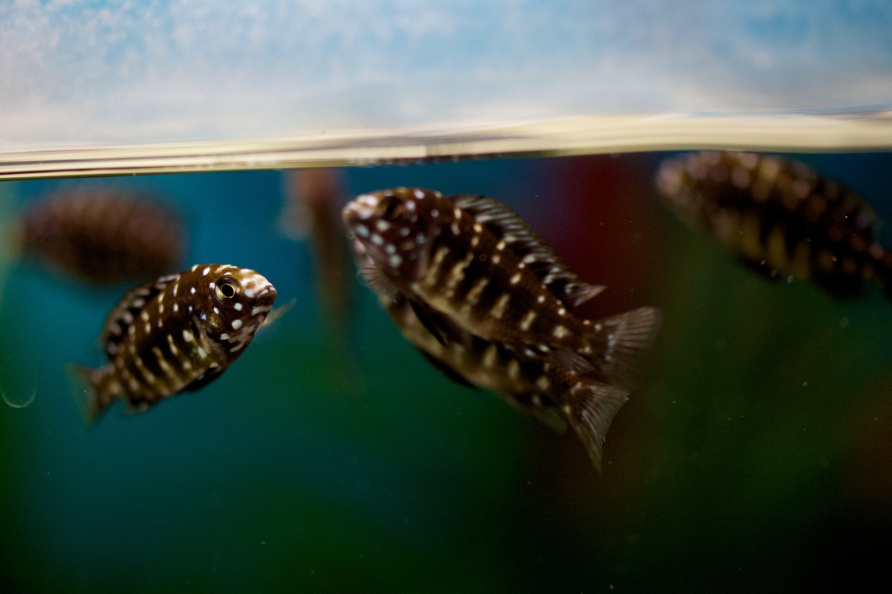 Tanganyikan Cichlids For Sale: Tropheus Duboisi Cichlid