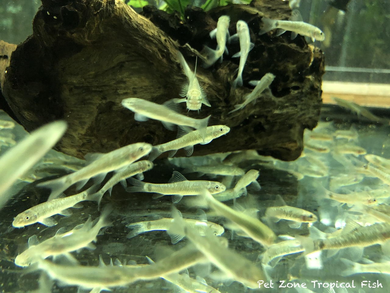 Garra Rufa Doctor Fish - for sale at Aquarium Fish Depot