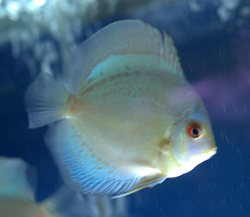 albino blue diamond discus