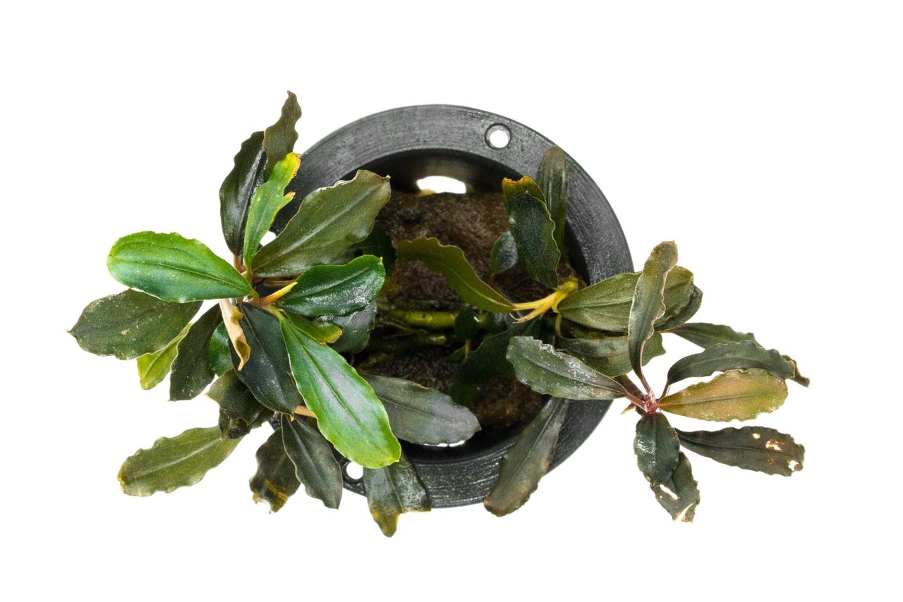 Aquarium Plants: Motleyana Silver Powder Bucephalandra