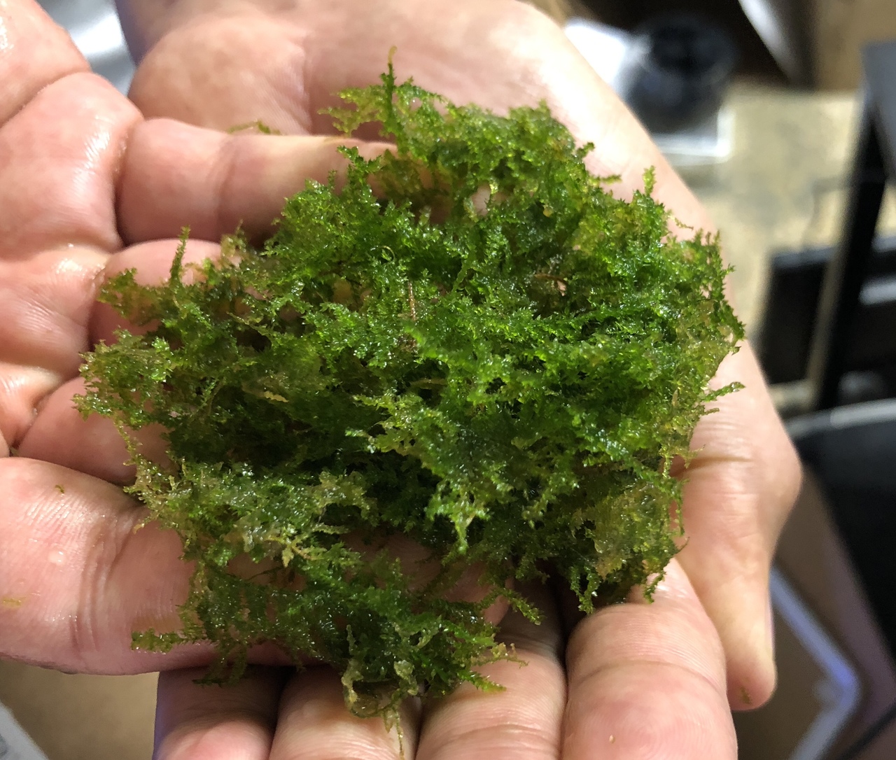Freshwater Aquarium Plants Mini Christmas Moss Vesicularia Montagnei Hypnum Montagnei