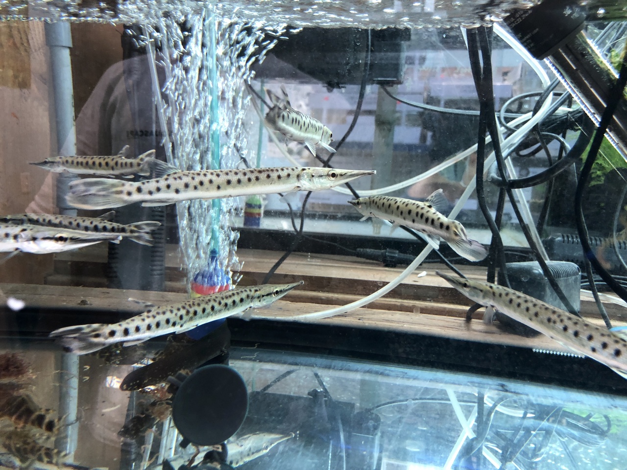 Carnivore Freshwater Fish: Spotted Pike Characin - False Spotted Gar
