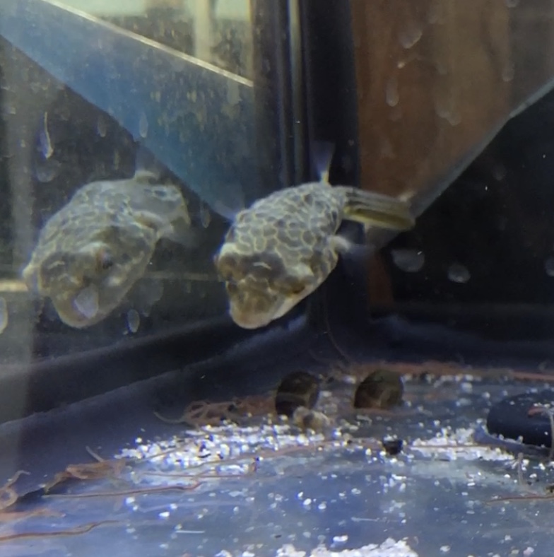 Freshwater Fish For Sale Mbu Puffer Tetraodon mbu
