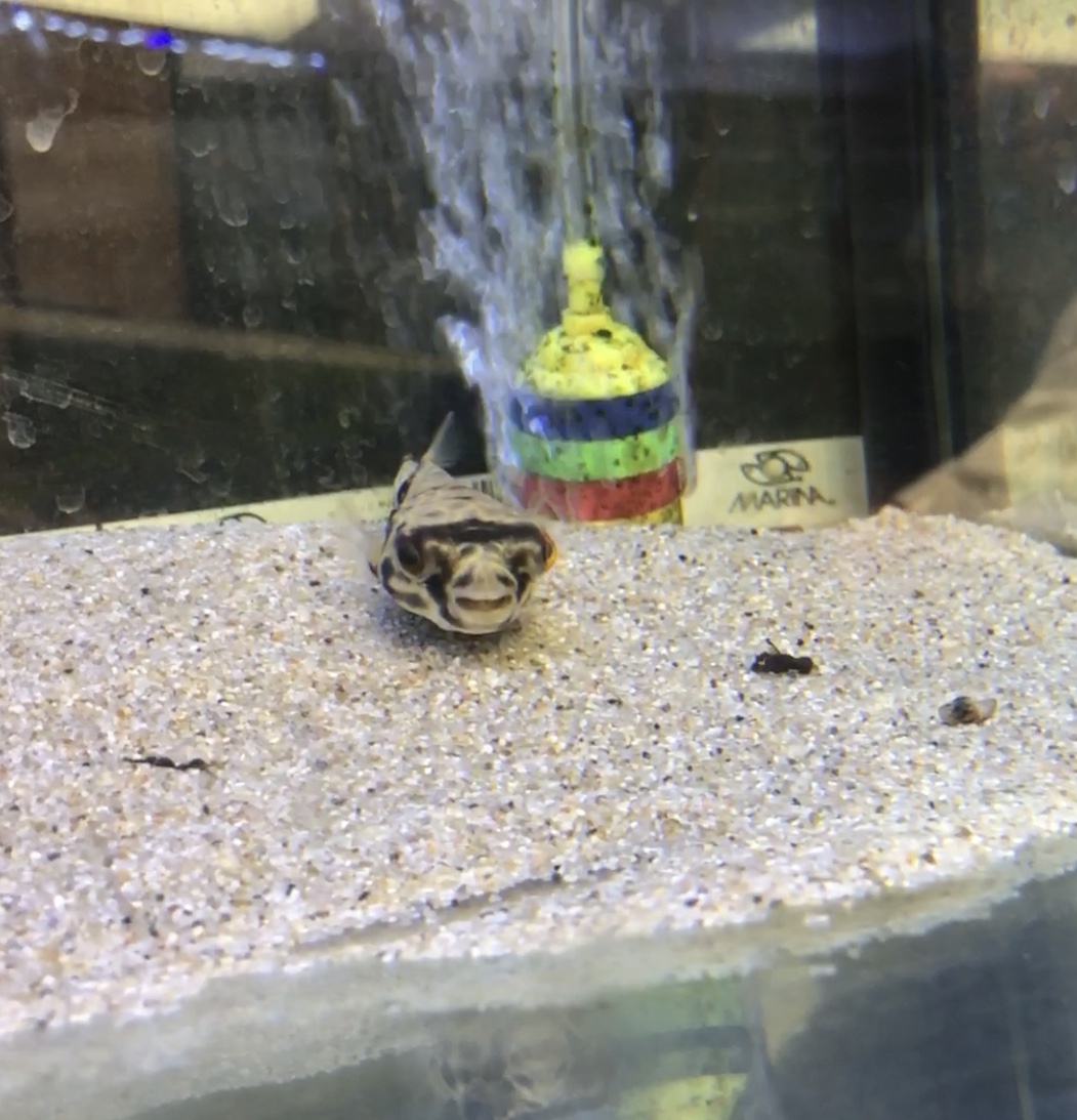 Freshwater Fish For Sale Mbu Puffer Tetraodon mbu