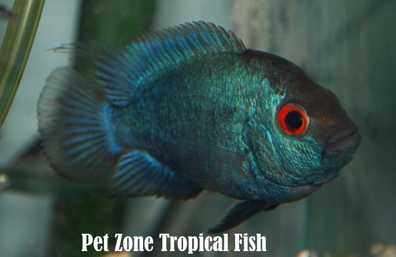 Crossbreed Cichlid Thai Silk Flowerhorn Fry For Sale Medium Sized