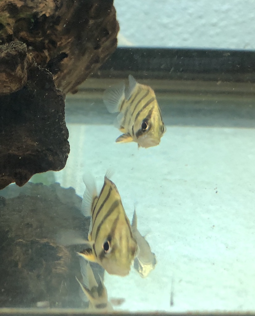 Tropical Fish For Freshwater Aquarium Thin Bar Datnoid Ntt Datnoid