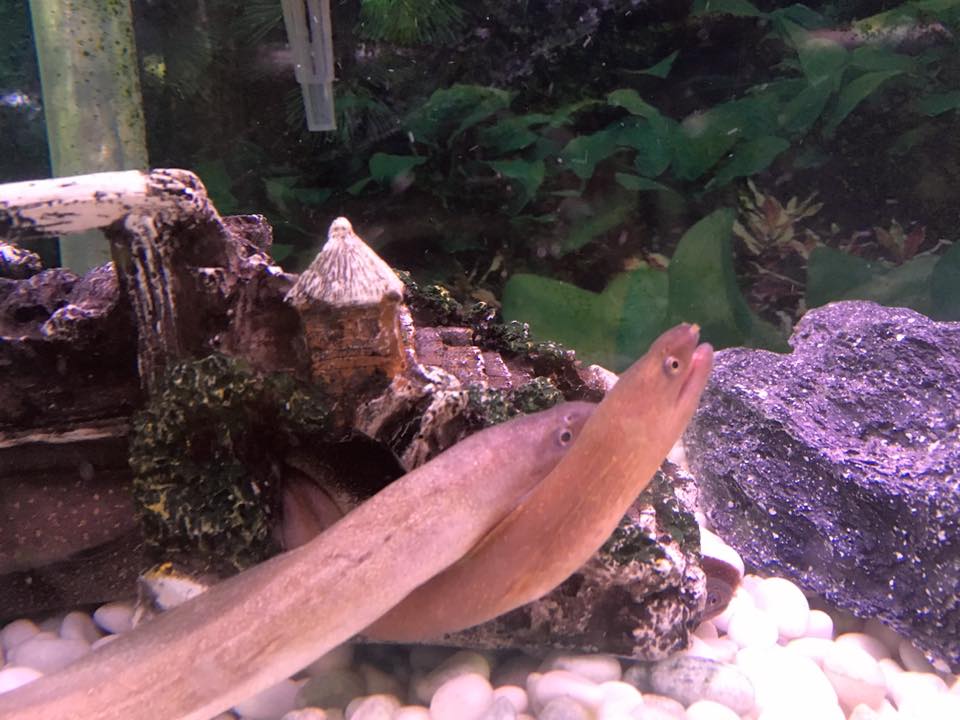 Brackish Water Tropical Fish: Freshwater Snowflake Moray Eel